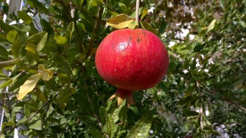 pomegranate fruit mediterranean