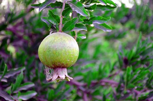 pomegranate on the tree  autumn  wood
