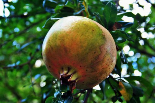 Pomegranate On Tree