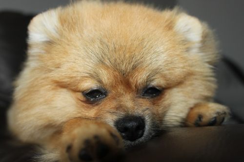 pomeranian spitz miniature dog
