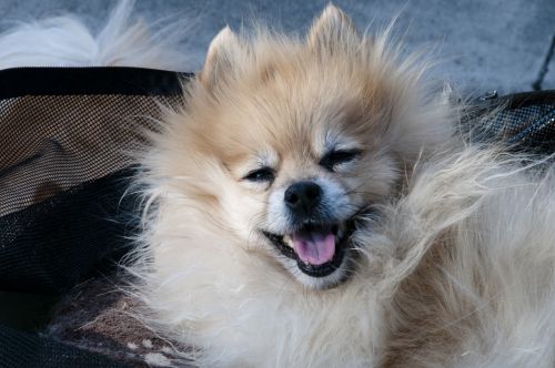 Pomeranian Dog