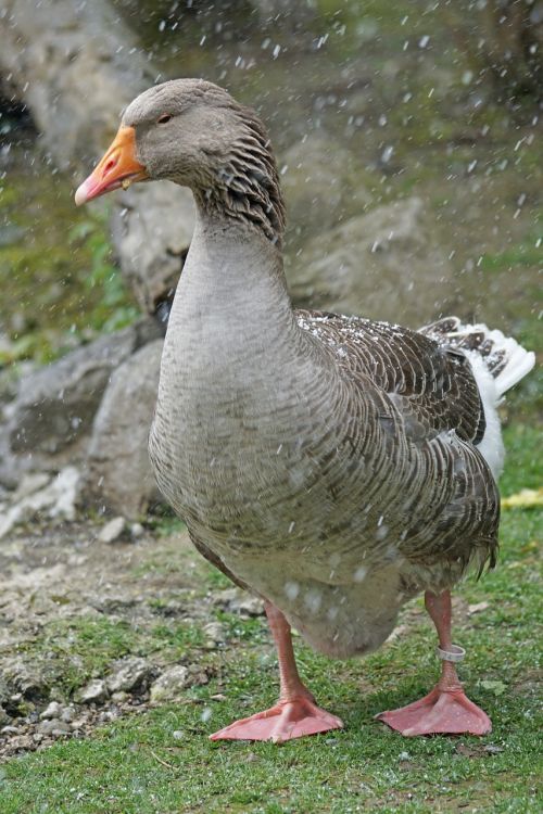 pomeranian goose rügenergans snowfall