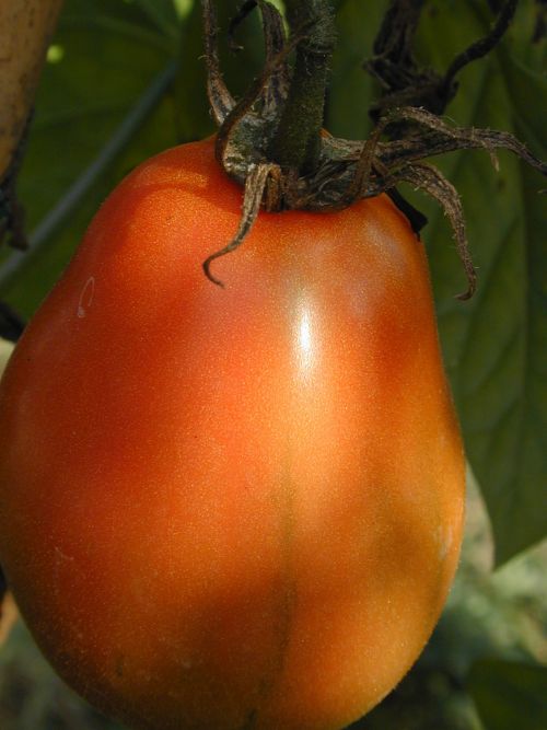 Tomato