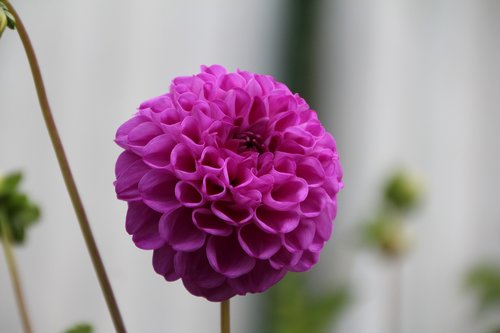 pompon dahlia  dahlia purple  dahlia