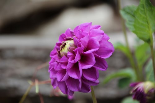 pompon dahlia  dahlia purple  dahlia