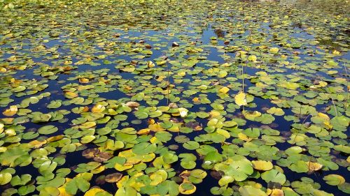 pond lotus leaf water lilies
