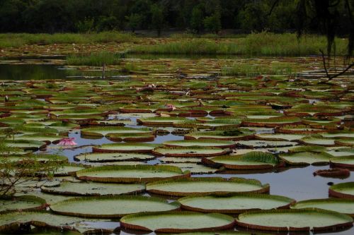 pond leaves karanambu