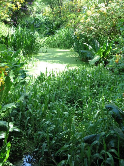 pond pond plant green