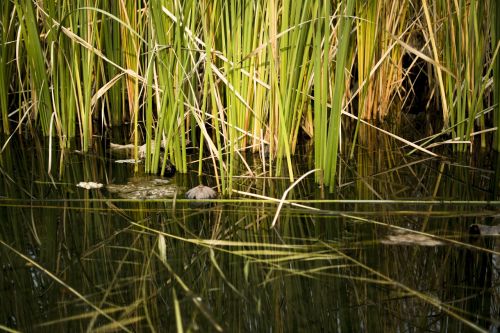 pond reed park