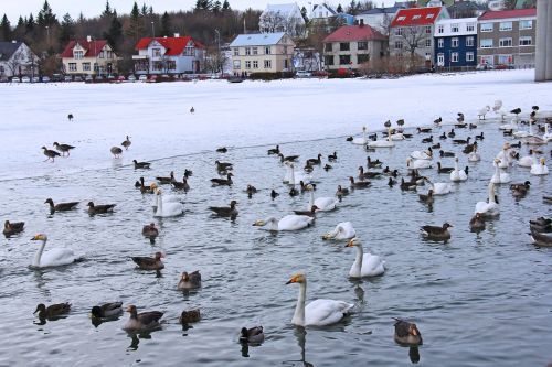 pond lake swans