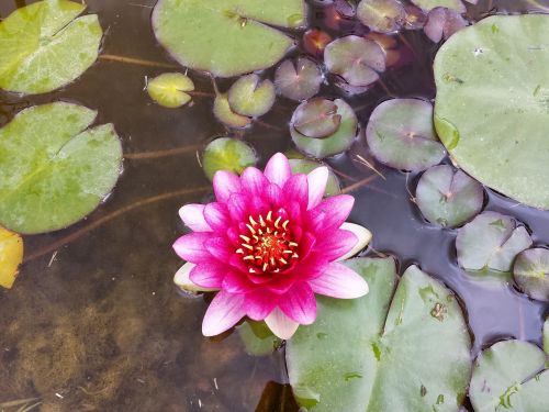 pond water lily water