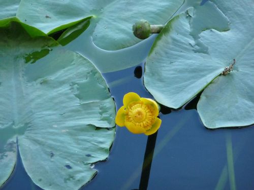 pond floral lily pad