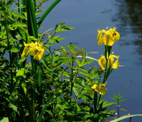 pond water lilies early summer