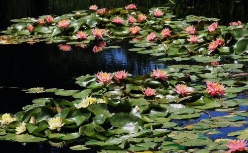 pond lily pads lily