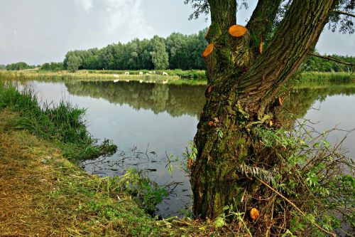 pond tree dutch landscape