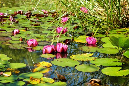 pond water water lilies