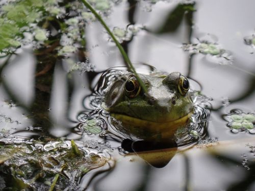 pond water frog