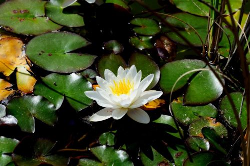 pond water lily aquatic