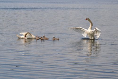pond swan mute swan