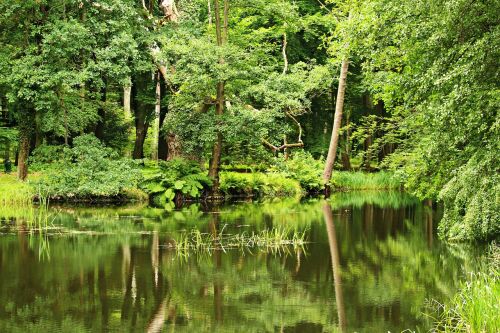 pond forest waldsee