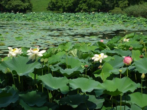 pond lake waterlily