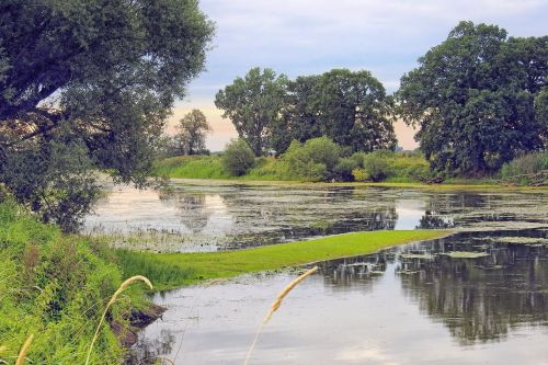 pond trees water