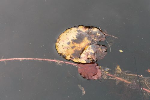pond lake leaf