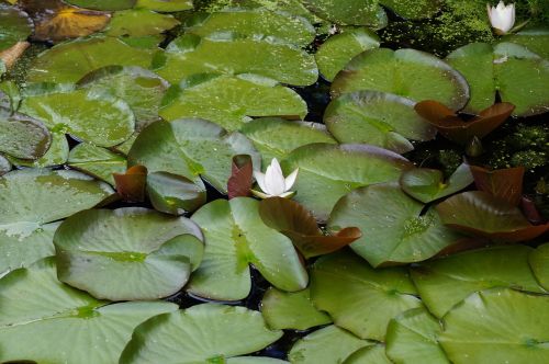 pond blossom bloom