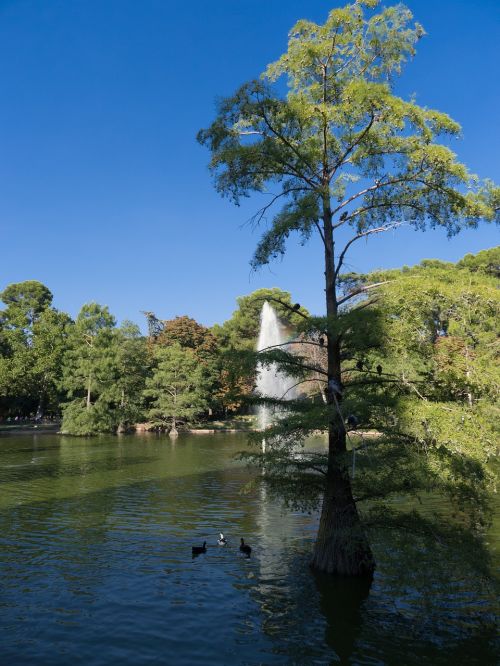 pond duck garden