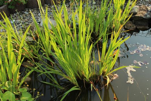 pond plant green