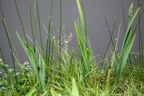 pond grass green