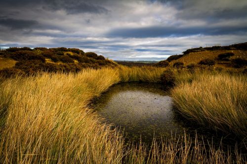 pond moors nature