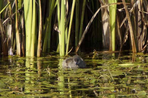 pond chicks bird