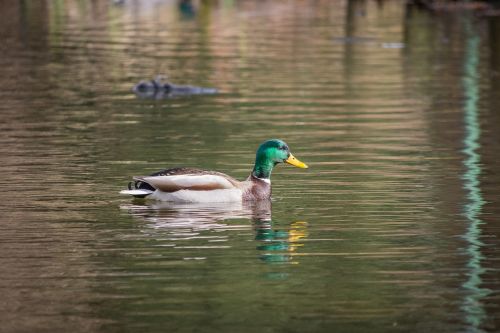 pond lake ducks