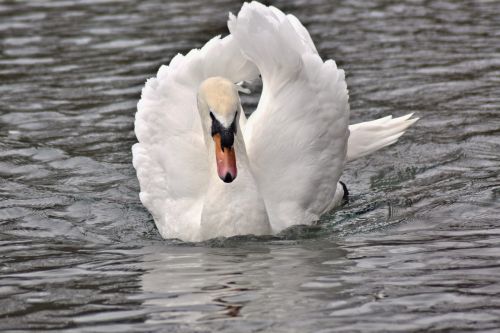 pond swan white swan