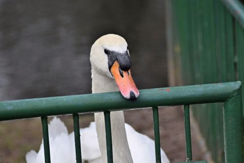 pond swan white swan