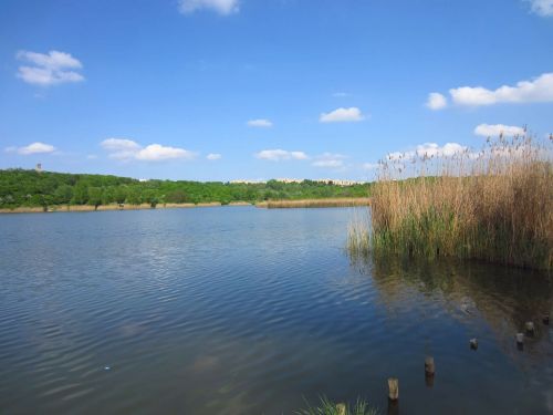 pond reed sky