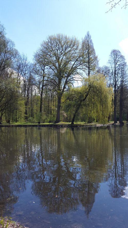 pond water plant