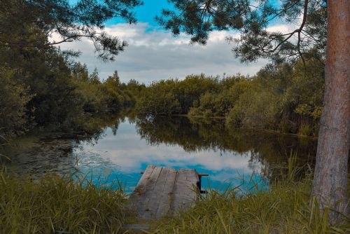 pond water summer