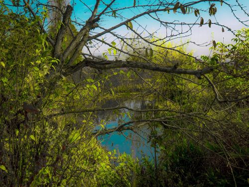 pond water meadow