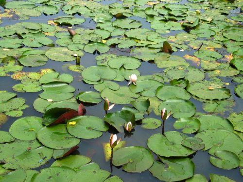 pond lotus aquatic