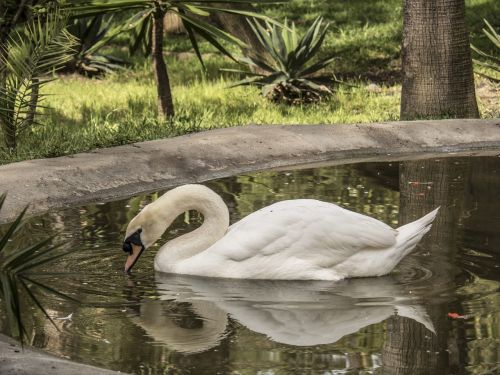 pond swan lake