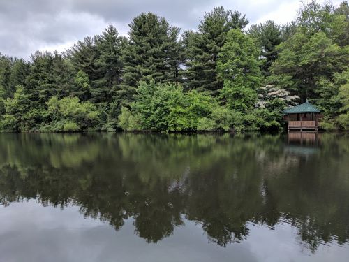 pond trees outdoors