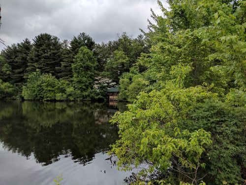 pond trees outdoors