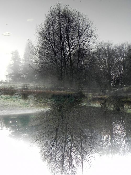 pond tree nature