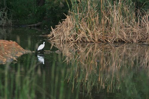 pond water reeds