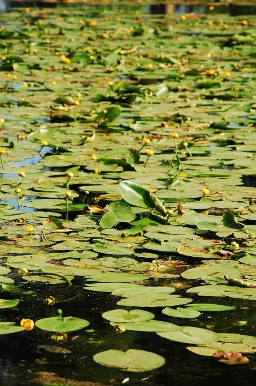 pond teichplanze green