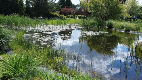 pond water landscape