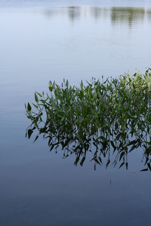 pond lake leaves