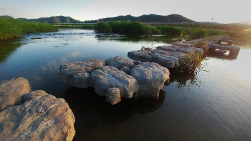 pond water nature